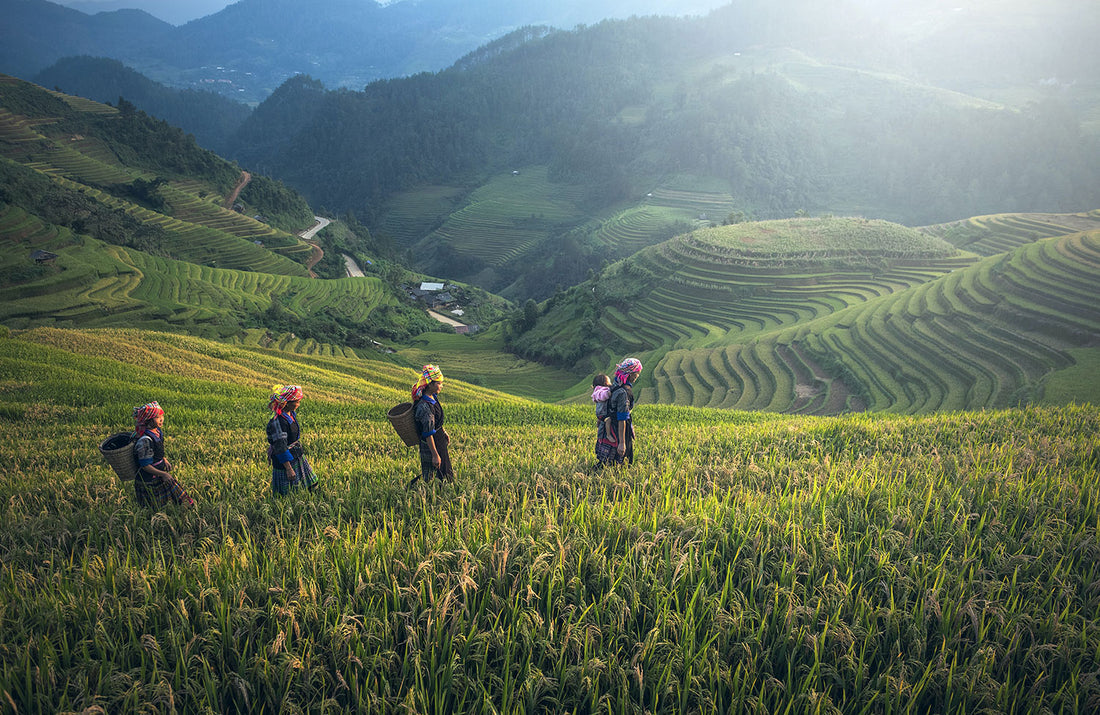 Seed To Cup: A Coffee Bean's Journey