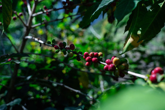 Seed to Cup: Our Trip to Guatemala and the Coffees That Moved Us